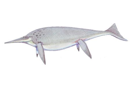 An illustration shows what Shonisaurus popularis might have looked like in the late Triassic.