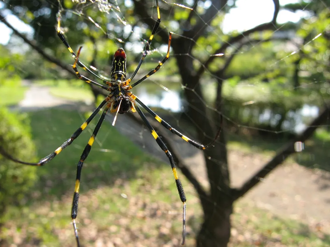 A close-up of a female yellow and black Joro spider, spinning a web, as seen from below