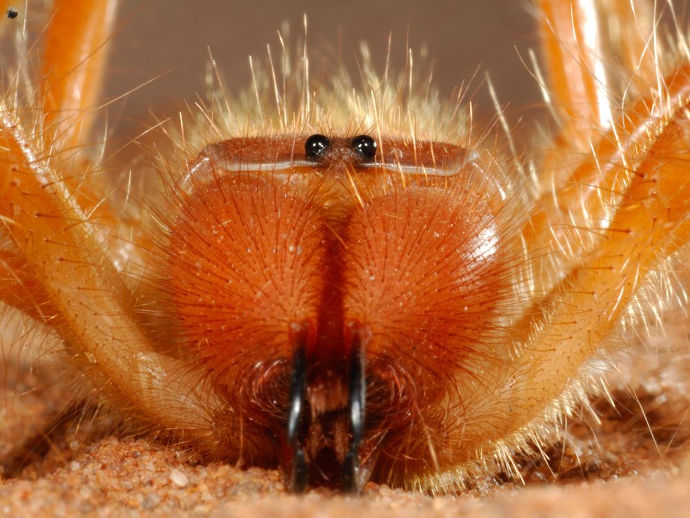 Camel Spiders Are Fast, Furious and Horrifically Fascinating | Science|  Smithsonian Magazine