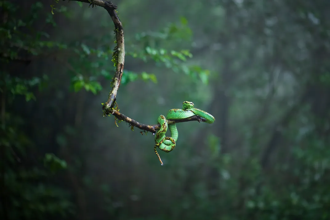 Malabar pit viper on a tree branch