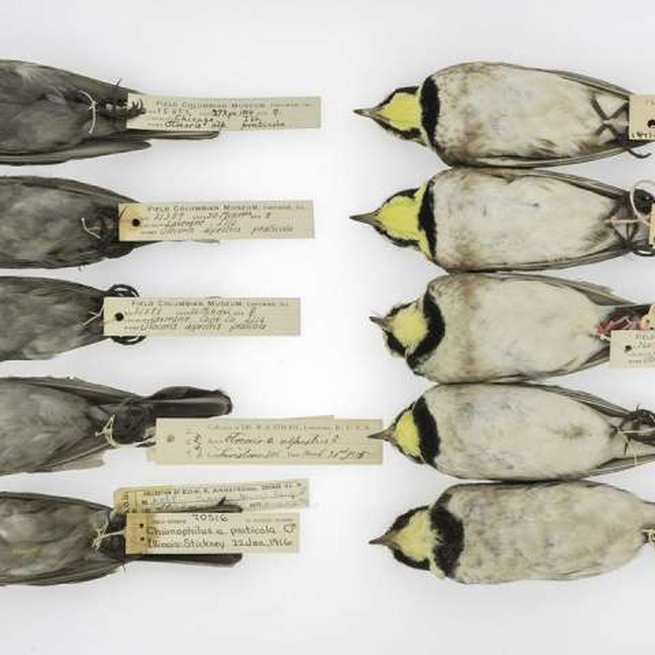 Sooty Bird Feathers Reveal a Century of Coal Emissions History
