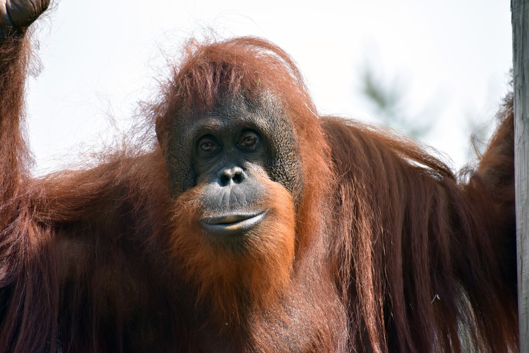 Dumplin the Orangutan Poses for a Portrait Smithsonian