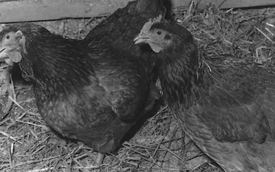 Not officially on the guest list for Richard Nixon’s 1973 inaugural ball, this chicken decided to check out the scene anyway. Courtesy of the Smithsonian Institution Archives