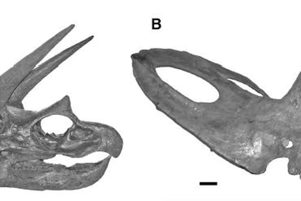 20110520083231Triceratops-skulls.jpg