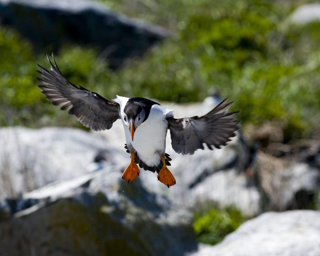 the great atlantic puffin company