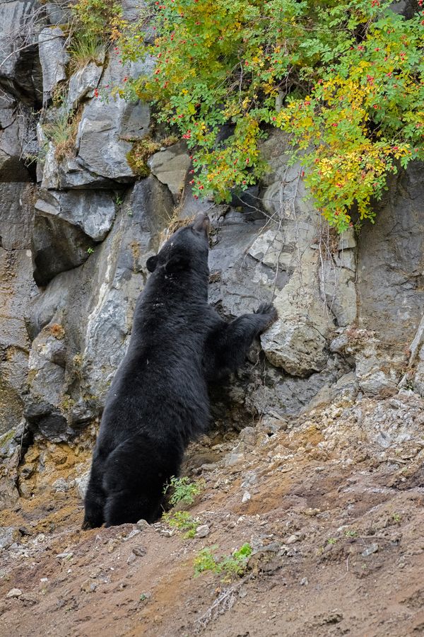 A hungry Black Bear finds a treasure trove of red berries. thumbnail