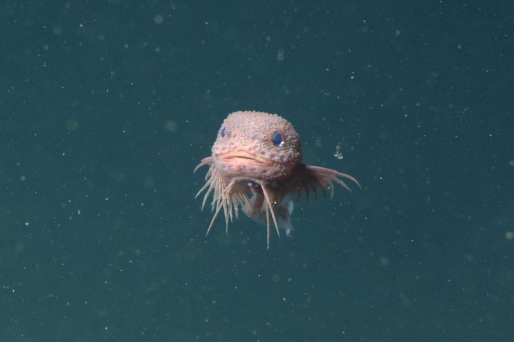 the pink bumpy snailfish