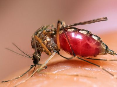 Skin bacteria may have lured in this hungry Aedes aegypti mosquito. 
