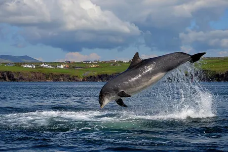 Nobody knows when Fungie, a solitary cetacean, arrived in the waters off Dingle, a town on the southwest coast of Ireland.