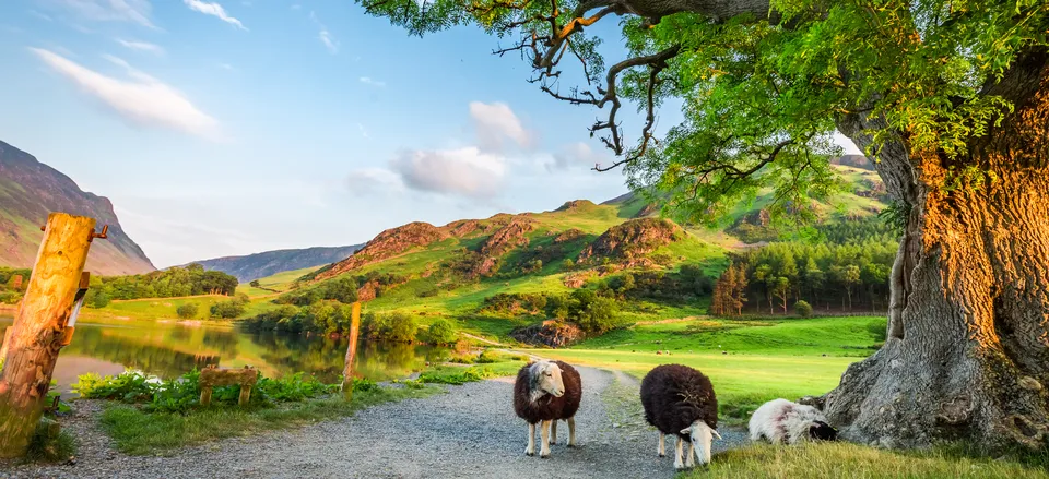  Sheep at pasture 