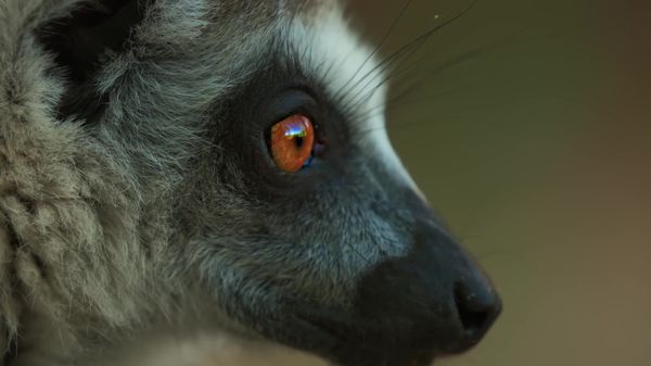Preview thumbnail for Play Sessions Indicate Who Will Rise in Lemur Society