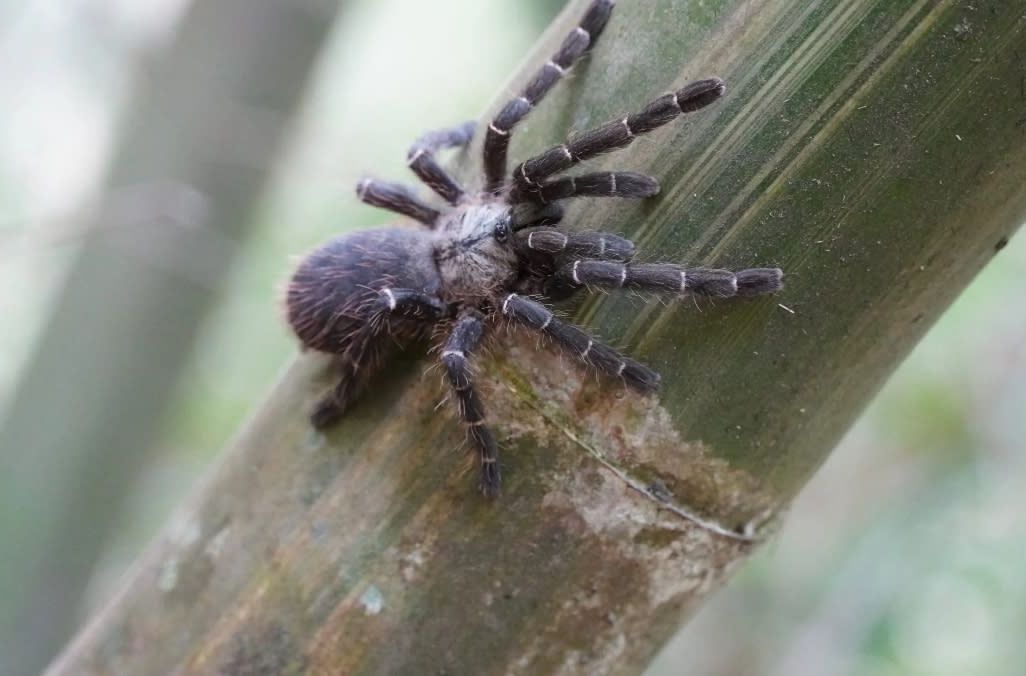 The black and white tarantula Taksinus bambus on a bamboo stalk