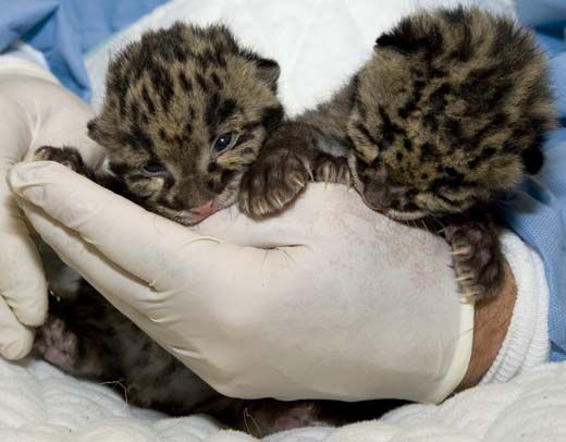 clouded-leopard-cubs-4.jpg