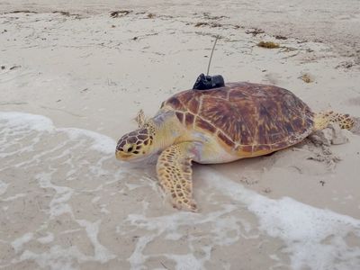 "Maisy" a rare hybrid hawskbill-green sea turtle being released into the Atlantic in the Florida Keys. The turtle's satellite tracking tag will allow it to participate in a "race" put on by a sea turtle conservation group.