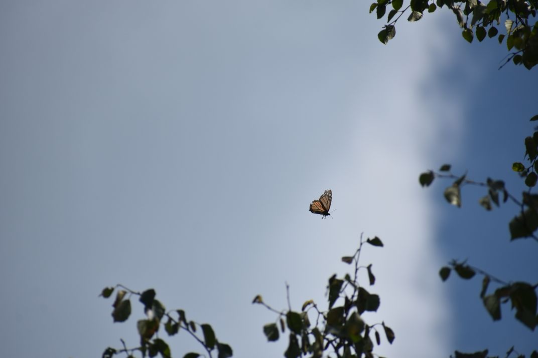 Monarch in flight | Smithsonian Photo Contest | Smithsonian Magazine