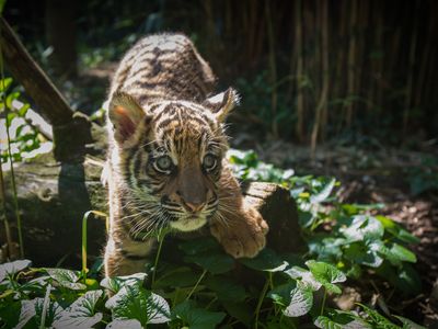 Damai's son will be named at the San Diego Zoo following a period of consultation with his original caretakers. A Sumatran tiger, the little guy is an important member of an endangered species.