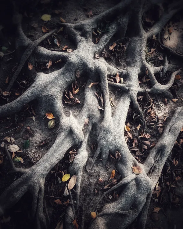 Tree Root Bacchanalia: The Morning After thumbnail