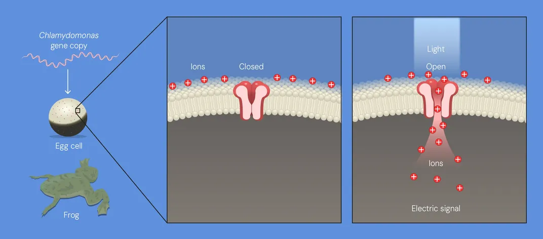 an illustration of the protein in frog eggs