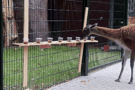 A&nbsp;guanaco successfully retrieves food from a cup with a lid.