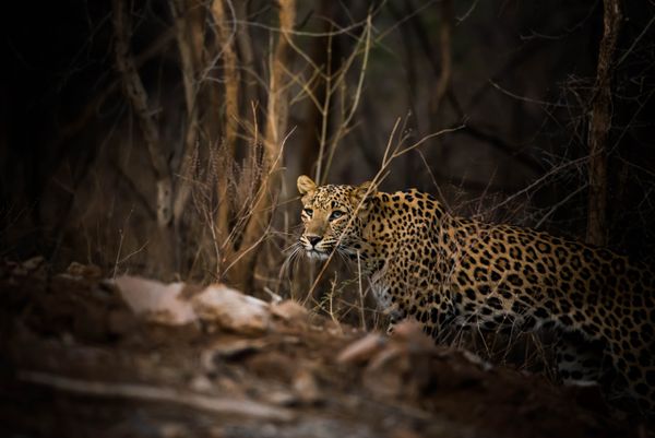 Leopard Coming Out Of Woods. This picture is showing a leopard coming out of woods in evening time after we waited for about an hour.