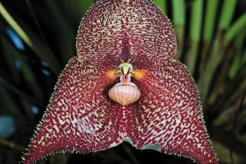 The Dracula orchid