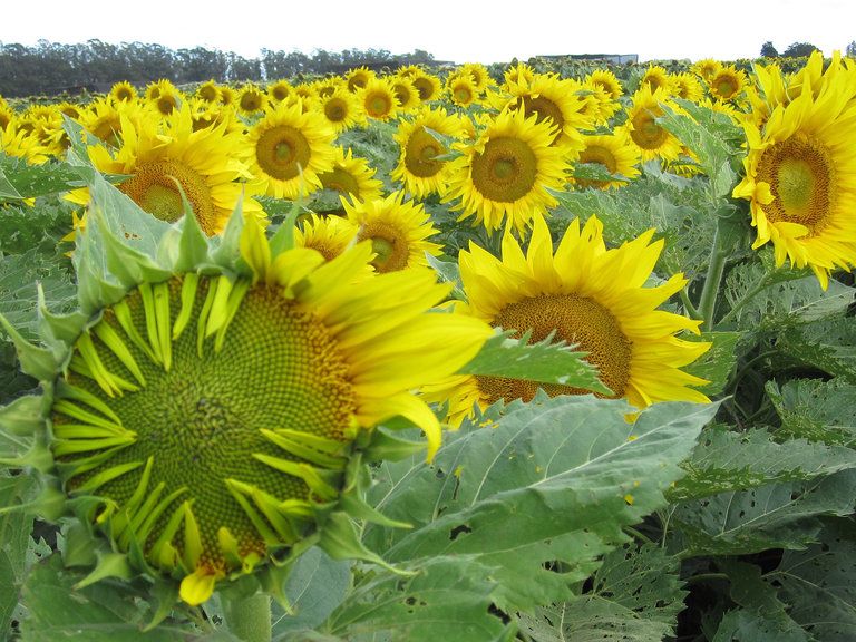 Sunflowers 2