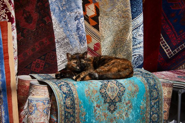 Istanbul cat thumbnail