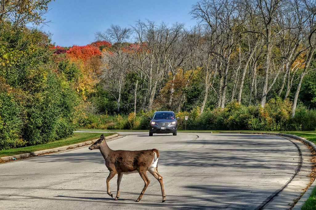 A photograph of a deer walking across the road while a car approaches