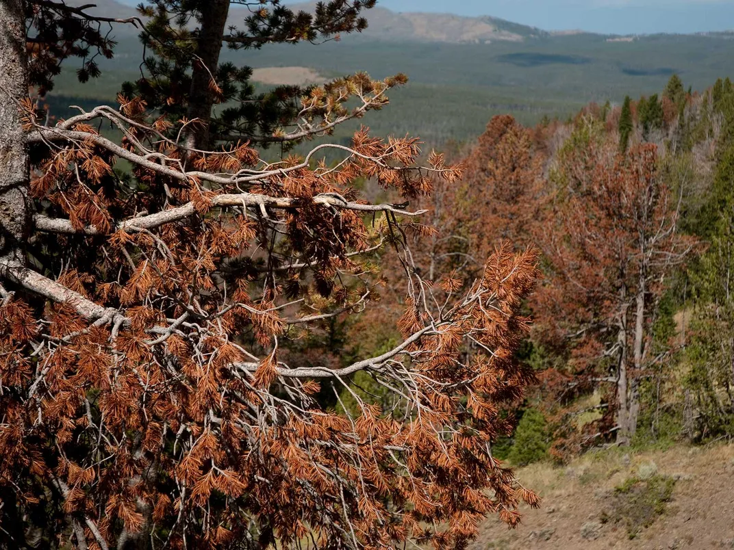 Trees Killed By Mountain Pine Bark Beetles