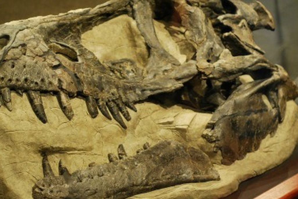 Daspletosaurus