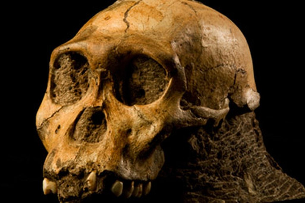 The skull of Australopithecus sediba