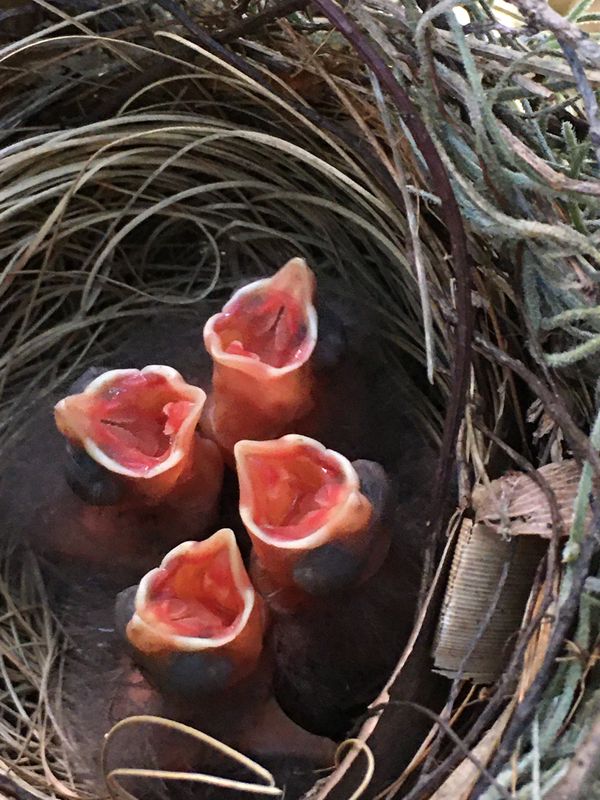 Spring anews 4 cardinal babies on Hilton Head Island, SC thumbnail