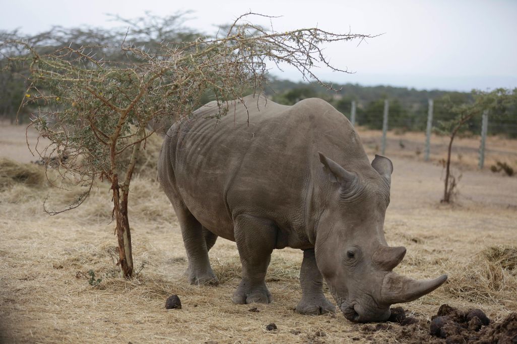 Najin, one of only two female northern white rhinos left