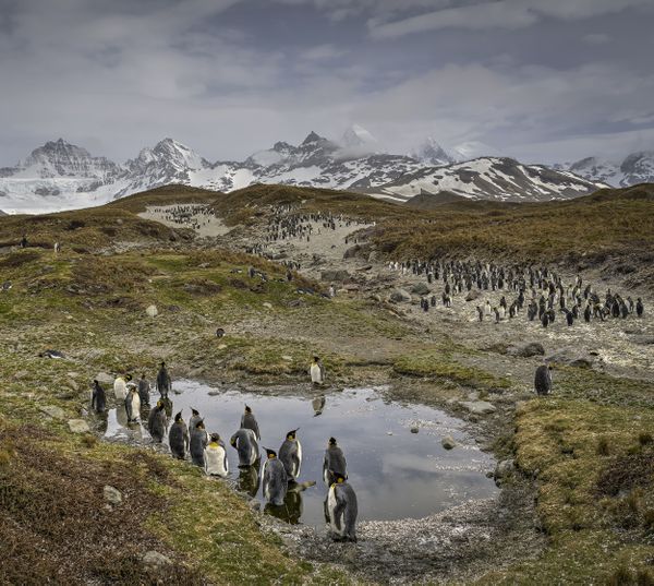 King Penguins Around a Pond on the South Georgia Islands thumbnail