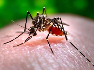 Over time, the presence of lab-grown, infected mosquitoes may lead to a dwindling Asian Tiger mosquito population