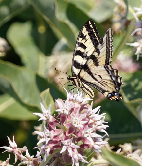 Western Tiger Swallowtail on showy milkweed thumbnail