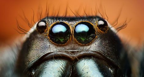 Locking Eyes With Spiders and Insects