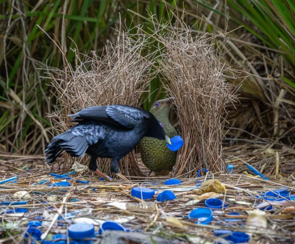 Satin bowerbirds thumbnail