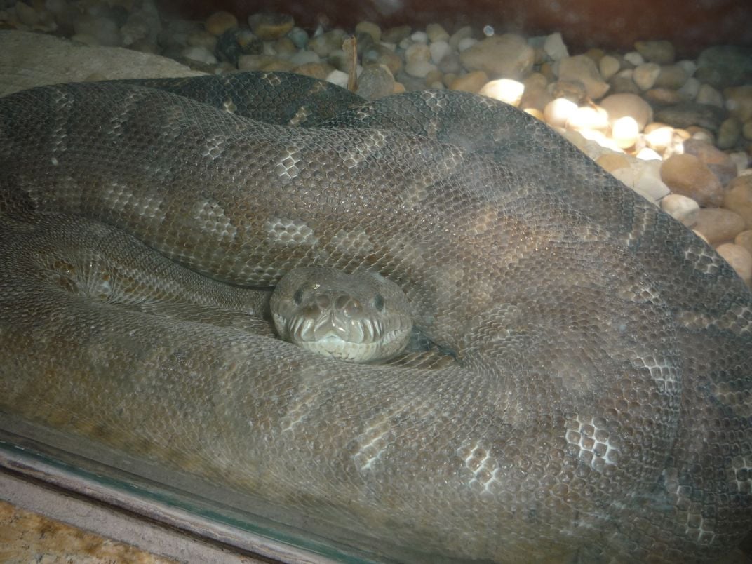 A Large Snake | Smithsonian Photo Contest | Smithsonian Magazine