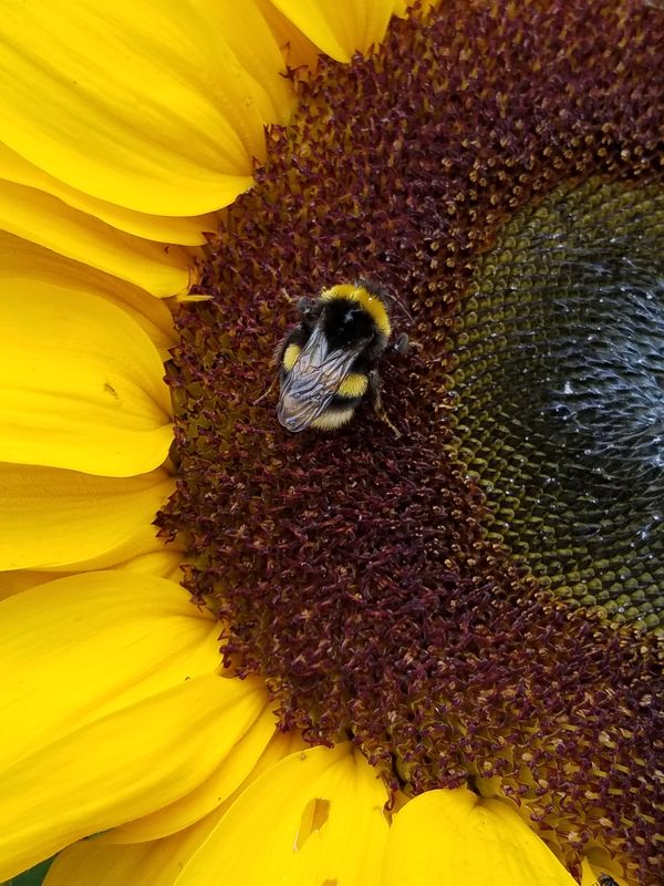 Bee on Sunflower in Iceland thumbnail