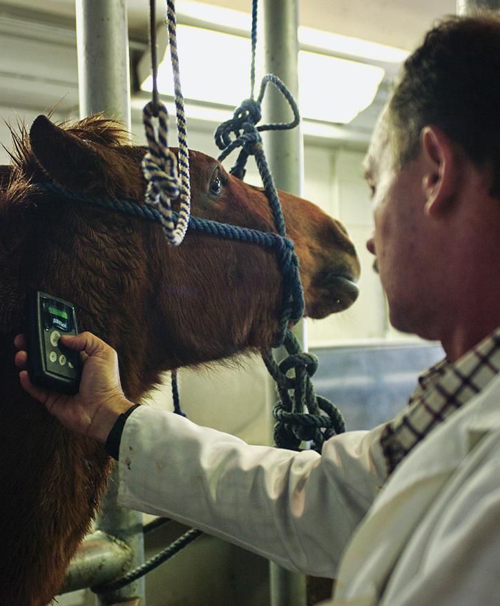 A staff member checks the temperature of a horse