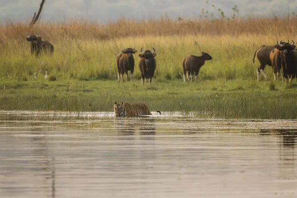 Tiger, lake, Indian bison, golden hour! thumbnail