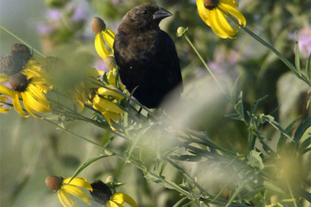 cowbird_male.jpg