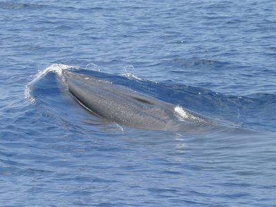 Scientists described a new species of Bryde’s-like whale using the skeleton of a whale that washed ashore in the Florida Everglades in 2019 and is now part of the Smithsonian’s marine mammals collection. (NOAA/NMFS/SEFSC Permit No. 779-1633-0)   