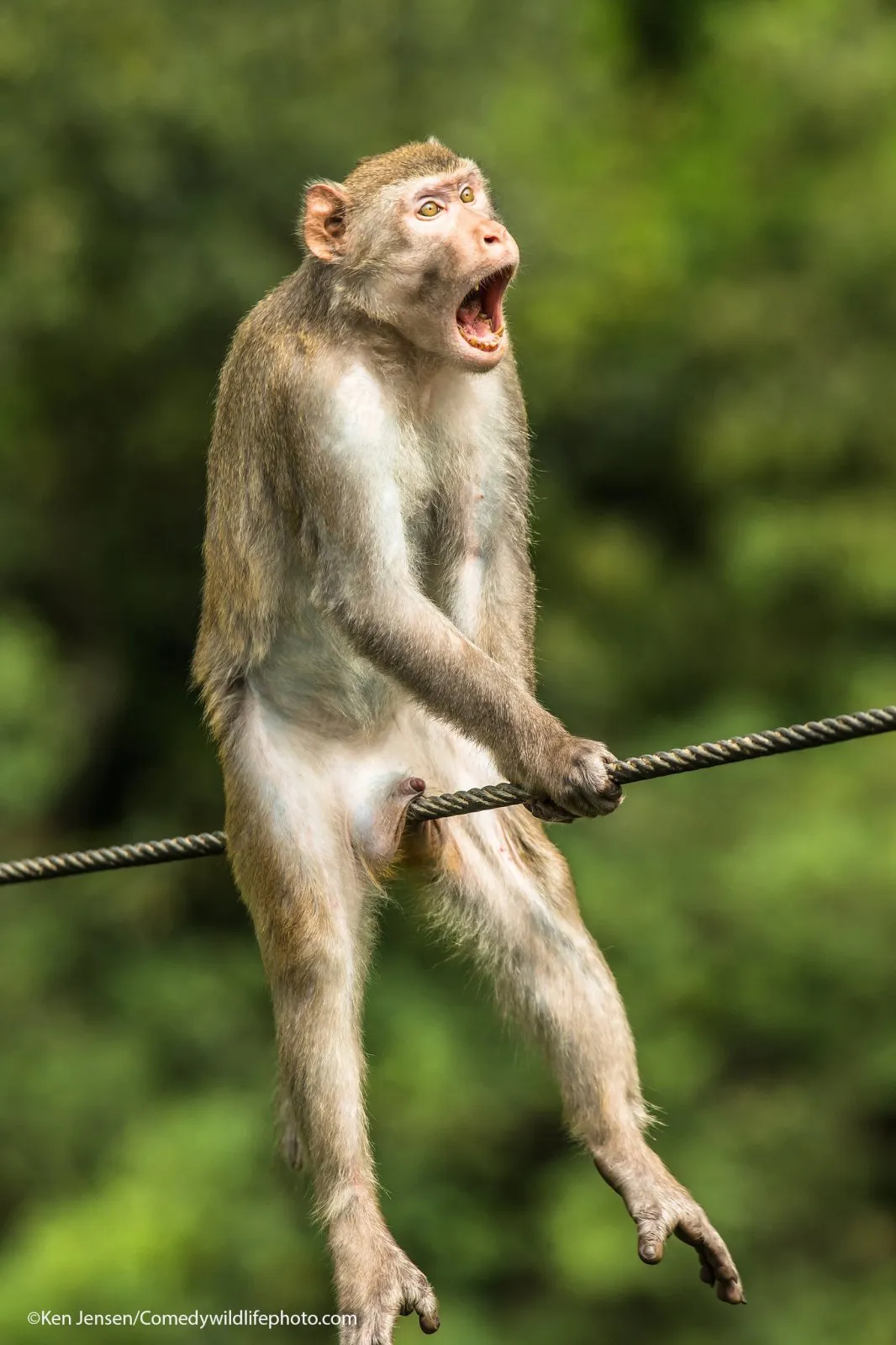 A male golden silk monkey sitting on a rope with his mouth open