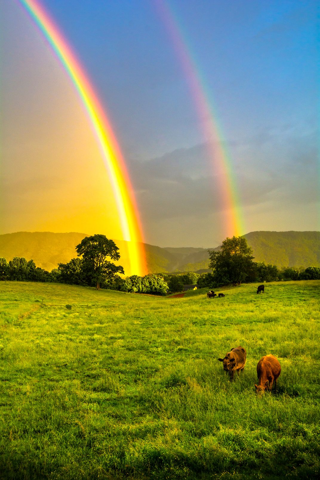 golden rainbow farm fl.