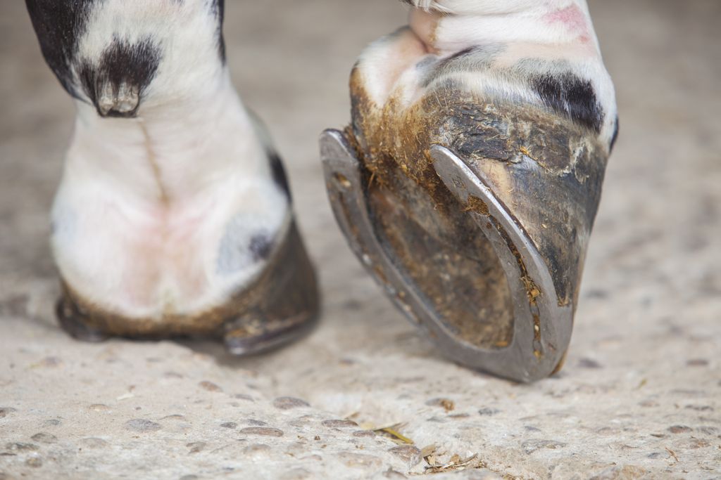 Horse foot