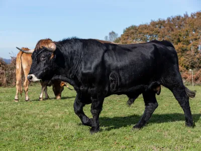 A bull walks in front of a cow. If they mate, the bull&rsquo;s sperm will likely cluster together as they swim through the female&rsquo;s reproductive organs.