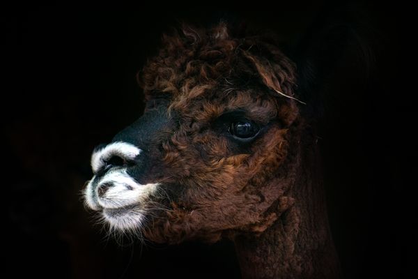 An alpaca after winter haircut thumbnail