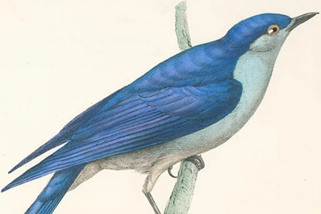 The Arctic Blue bird